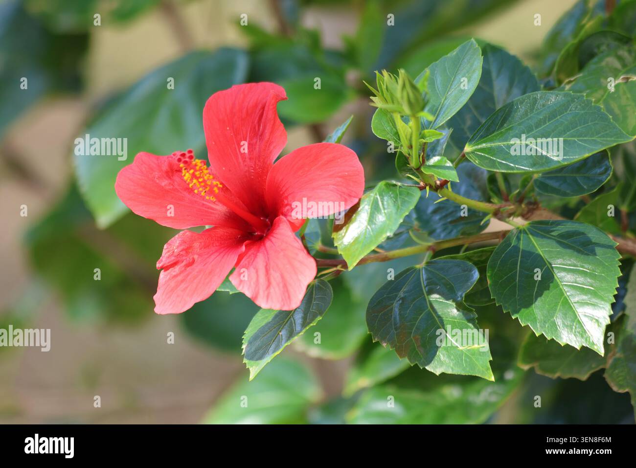Rote Hibiskusblüte im Park Stockfoto