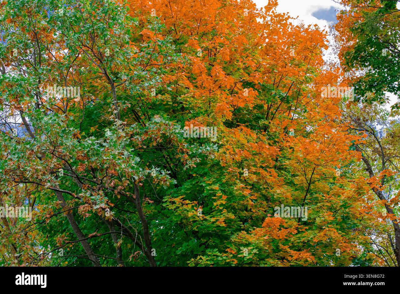 September Baum Laub Hintergrund von grün und orange Farbe Stockfoto