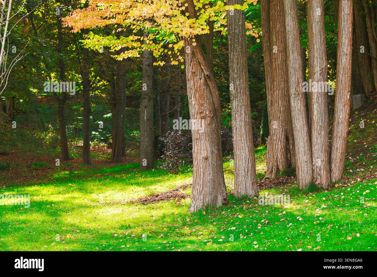 Sonniger Herbstrasen im September heller Tag lokale natürliche Aussicht Stockfoto