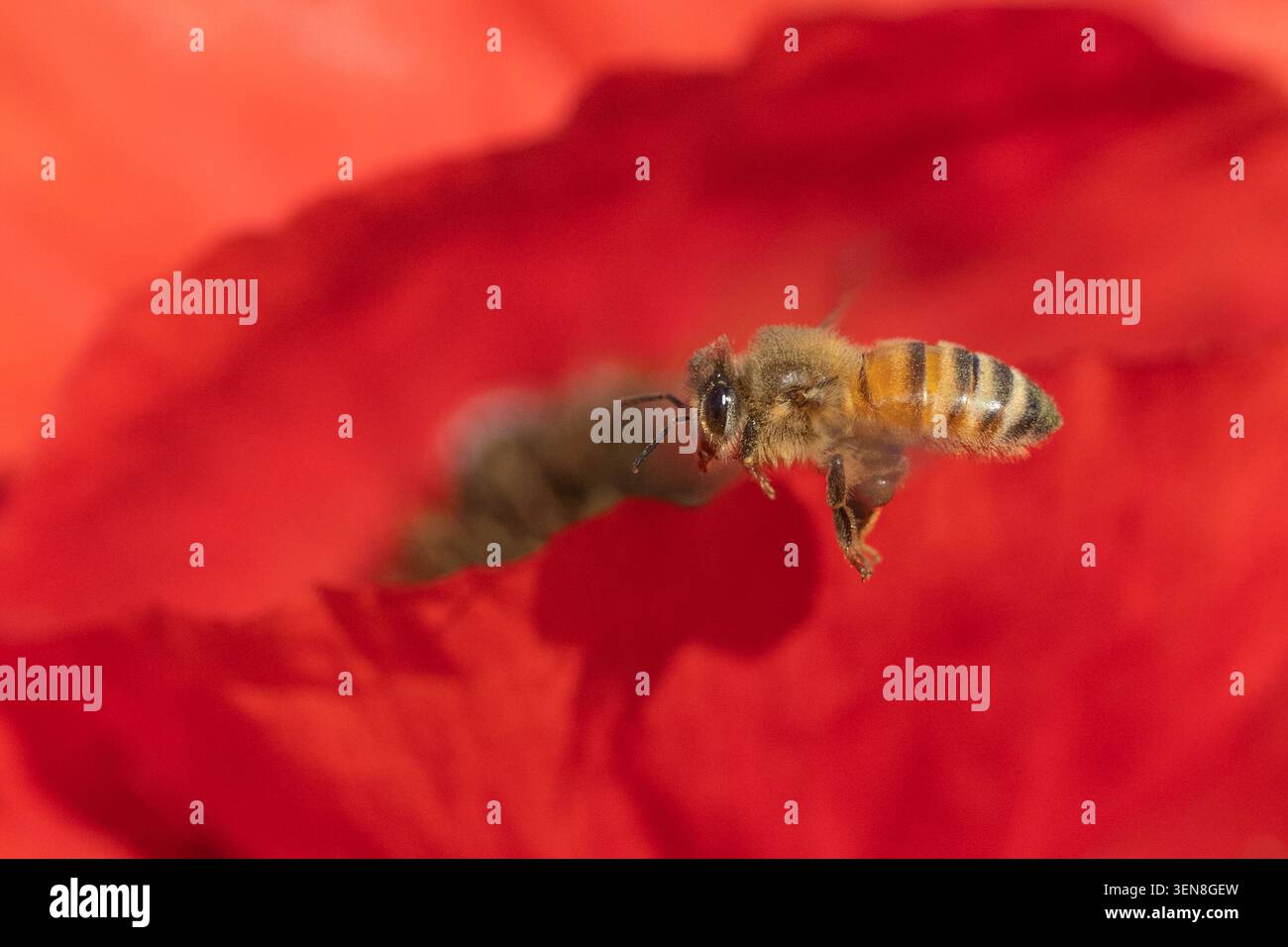 Die Honigbiene (APIs mellifera) sammelt Nektar und Pollen von einer roten Mohnblume auf einer Wildblumenwiese Stockfoto
