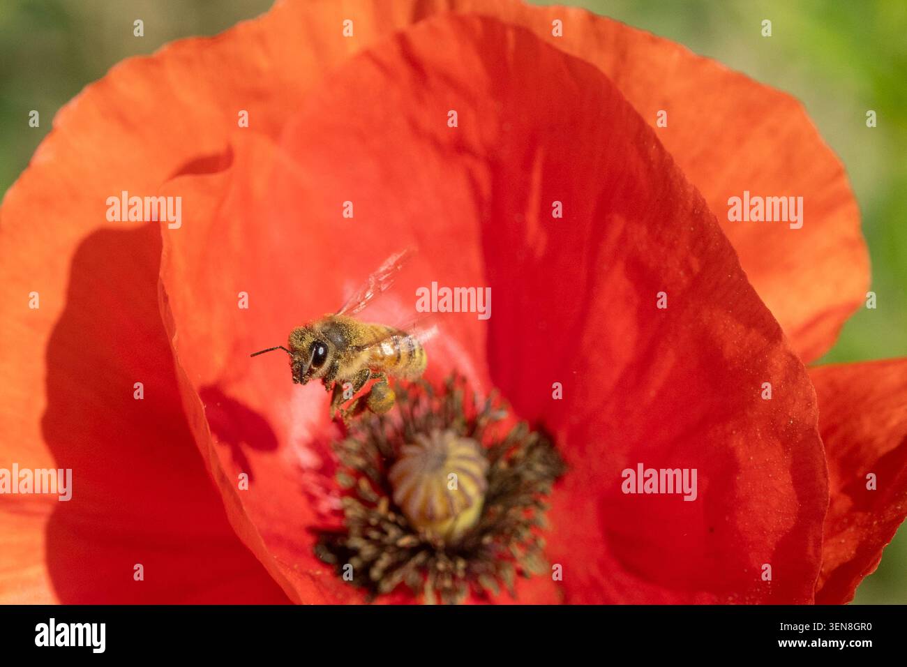 Eine mit Pollen bedeckte Honigbiene (APIs mellifera) schwebt über der roten Mohnblume auf einer Wildblumenwiese Stockfoto