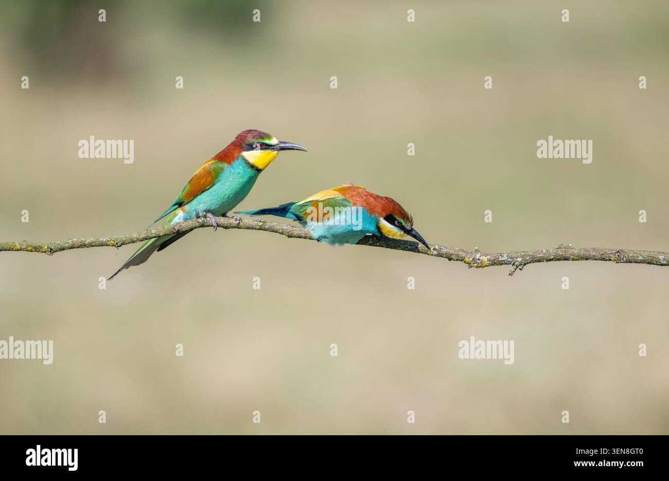 Europäischer Bienenfresser (Merops apiaster), im Rahmen des Paarungsprozesses lädt das Weibchen das Männchen zum Aufsteigen ein Stockfoto