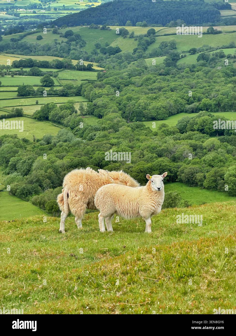Schafe in den schwarzen Bergen, Bannau Brycheiniog, Brecon Beacons, Wales, Vereinigtes Königreich, Juni. Stockfoto