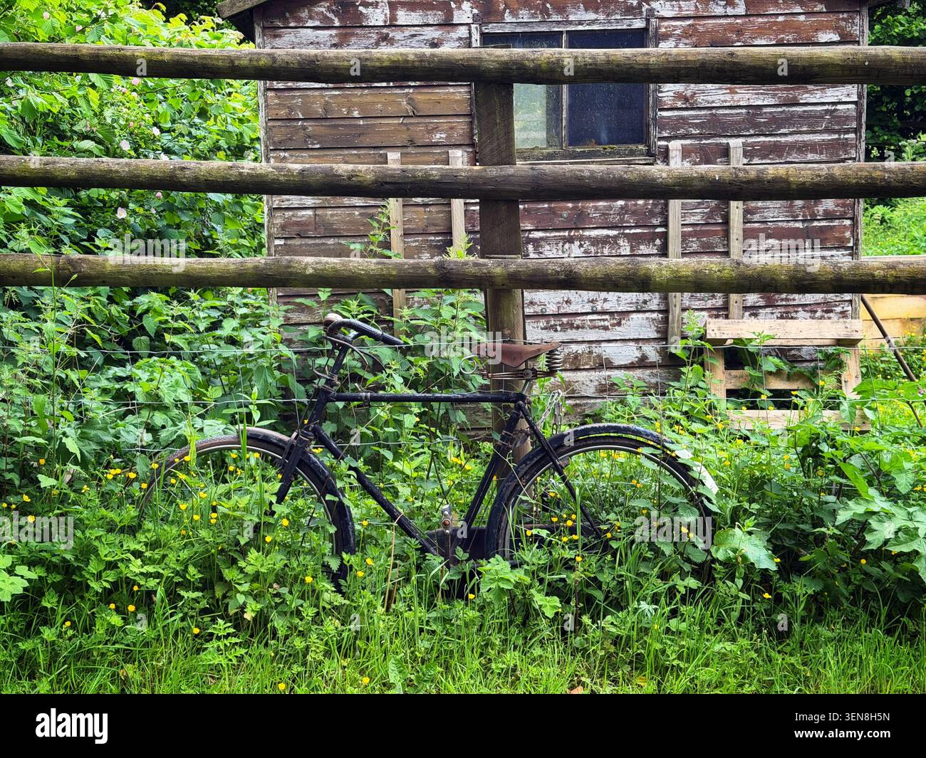 Ein altes verlassenes Fahrrad, das an einem Zaun ruht und mit Unkraut bewachsen ist, im Juni in den Brecon Beacons (Bannau Brychiniog). Stockfoto