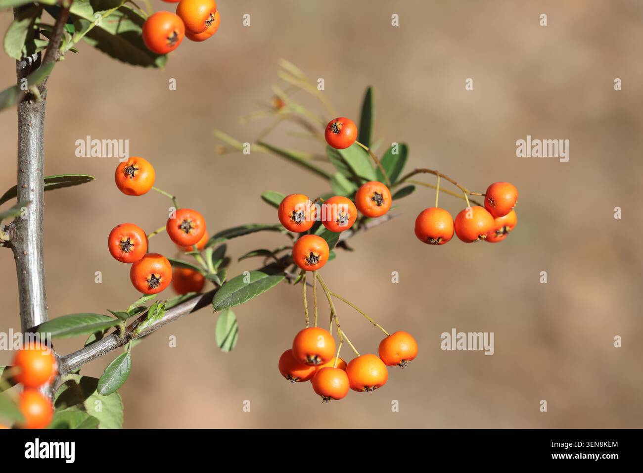 Pyracantha angustifolia ist eine Strauchart aus der Familie der Rosen Stockfoto