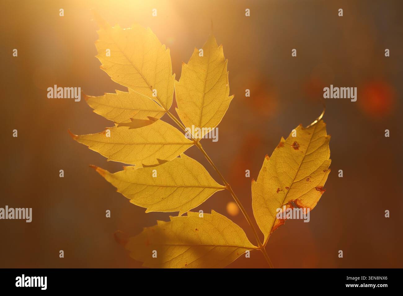 Herbstlaub auf dem Baum Stockfoto