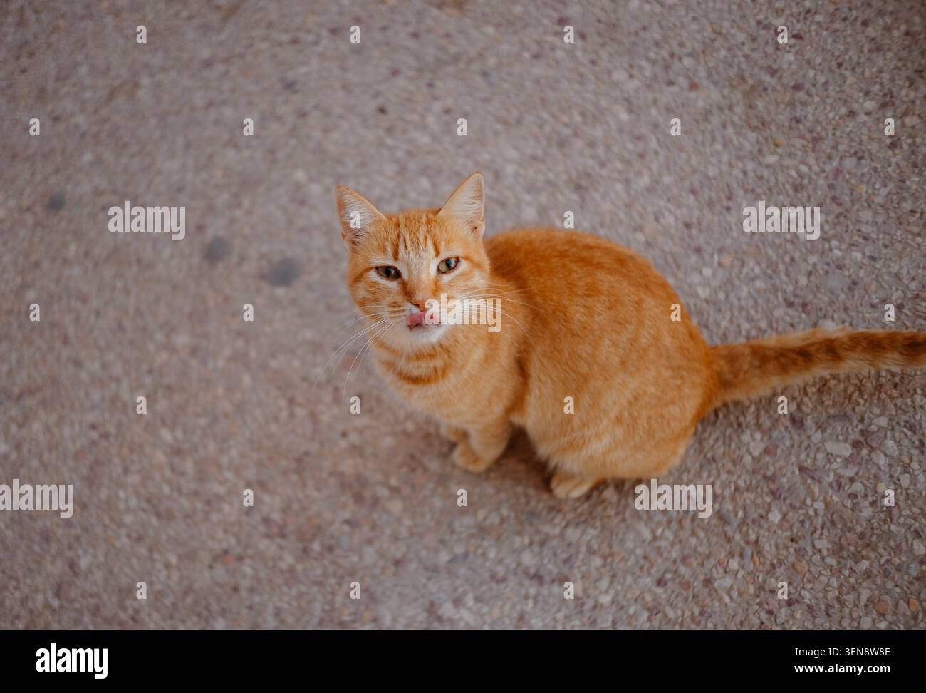 Hochwinkelansicht einer Ingwerorange-Katze, die ihre Lippen auf einem Steinpflaster leckt. Stockfoto