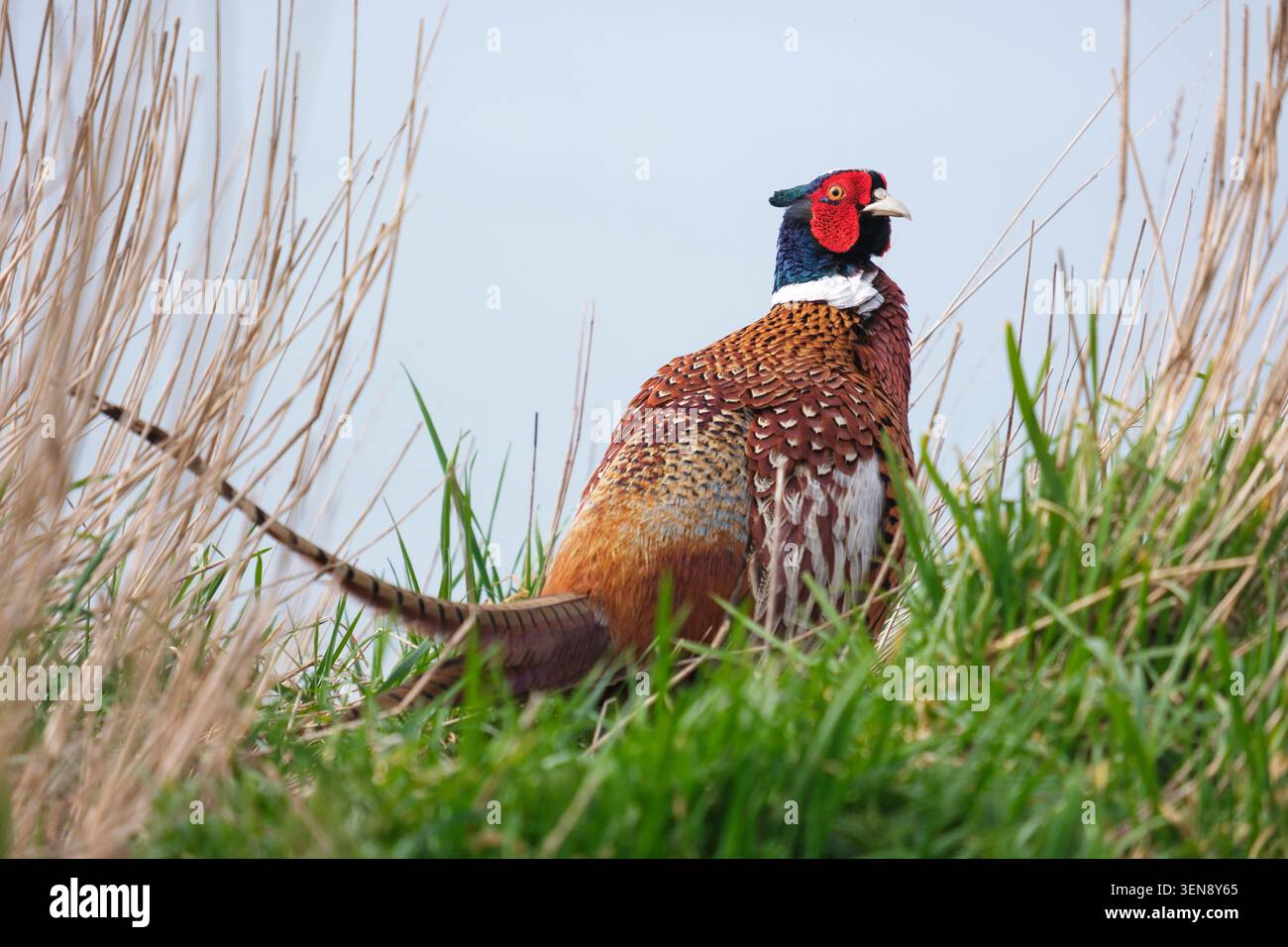 Gewöhnlicher männlicher Fasan (Phasianus colchicus) bei einigen hohen Grasarten Stockfoto