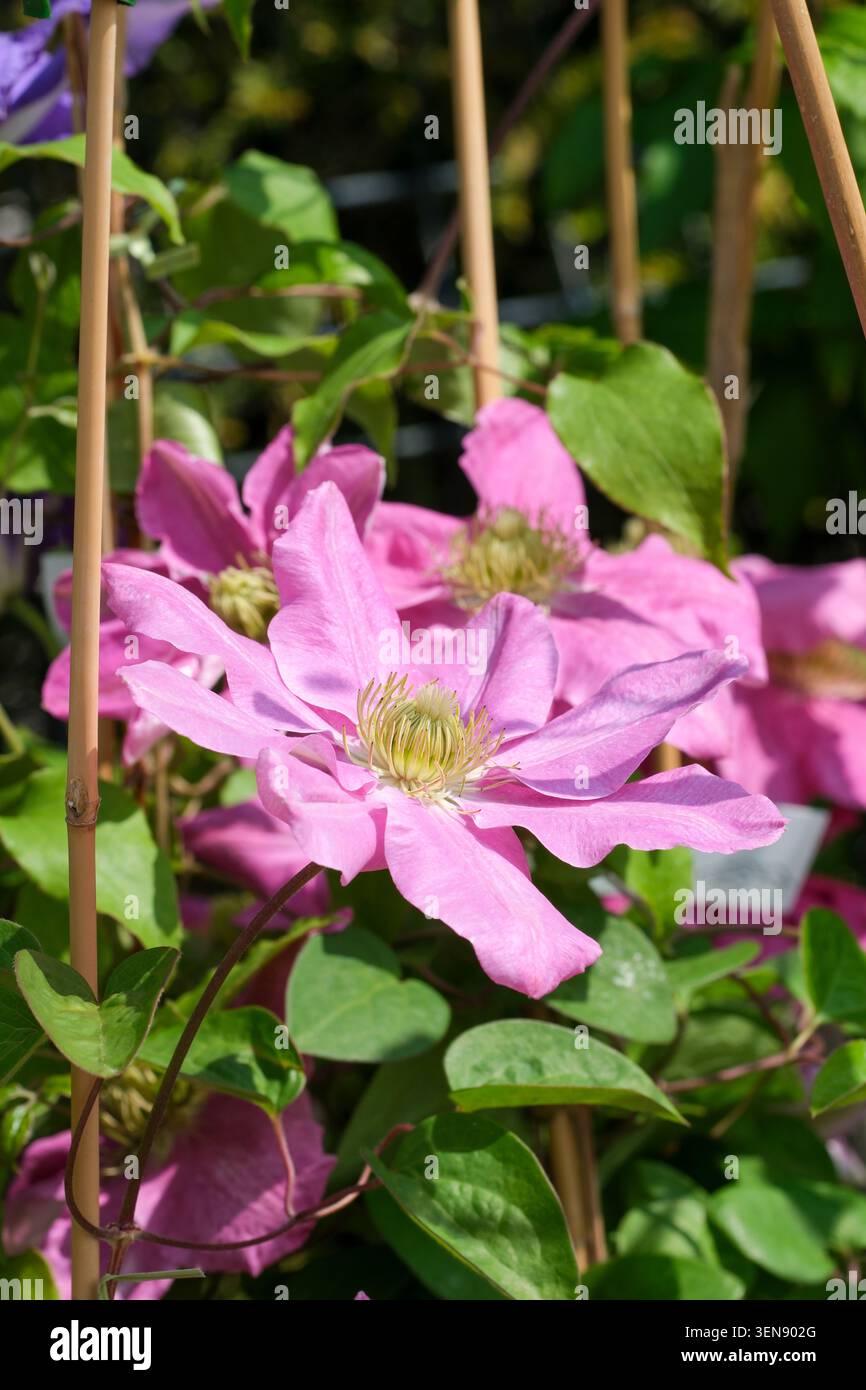 Clematis Hanaguruma, frühe große Clematis, große, tiefrosa Blüten, gelbe Antheren Stockfoto