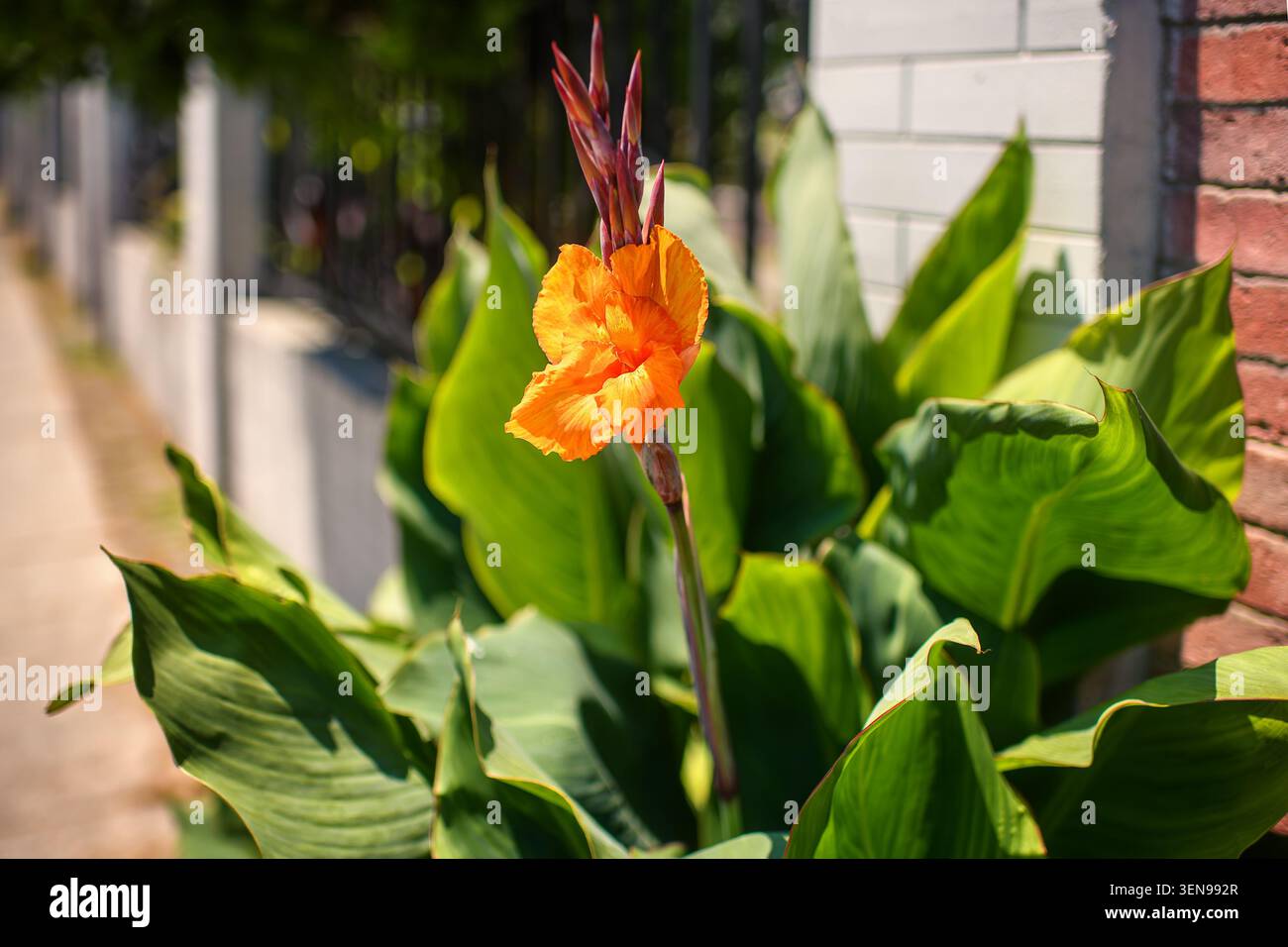 Leuchtende orange Cannabislilienblüte mit üppigen grünen Blättern, die neben einer Ziegelmauer wachsen und einen weichen Bokeh-Effekt auf dem urbanen Gehsteig-Hintergrund haben. Stockfoto