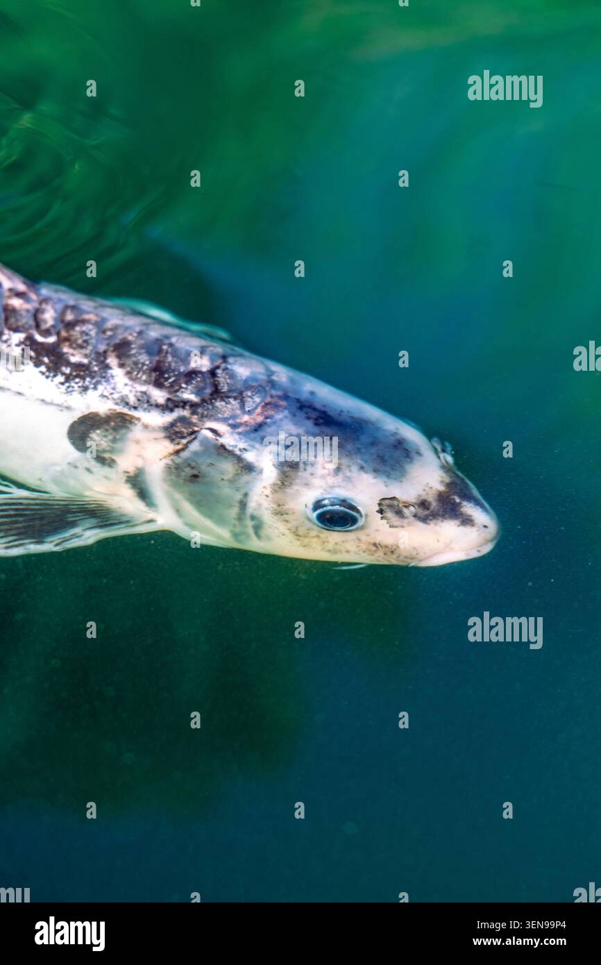 Koi-Karpfen schwimmen in einem Teich, von oben durch grünes Wasser gesehen. Stockfoto
