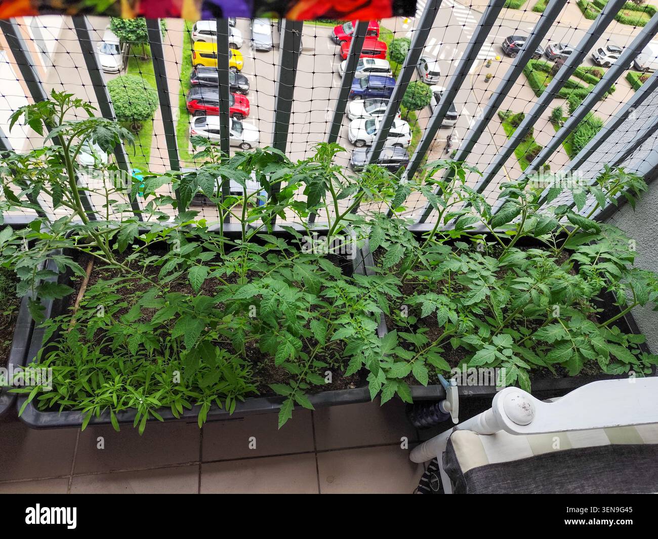 Grüne Tomatenpflanzen, die in großen schwarzen Töpfen auf dem Balkon wachsen, mit Sicherheitsnetz und Parkblick. Stockfoto