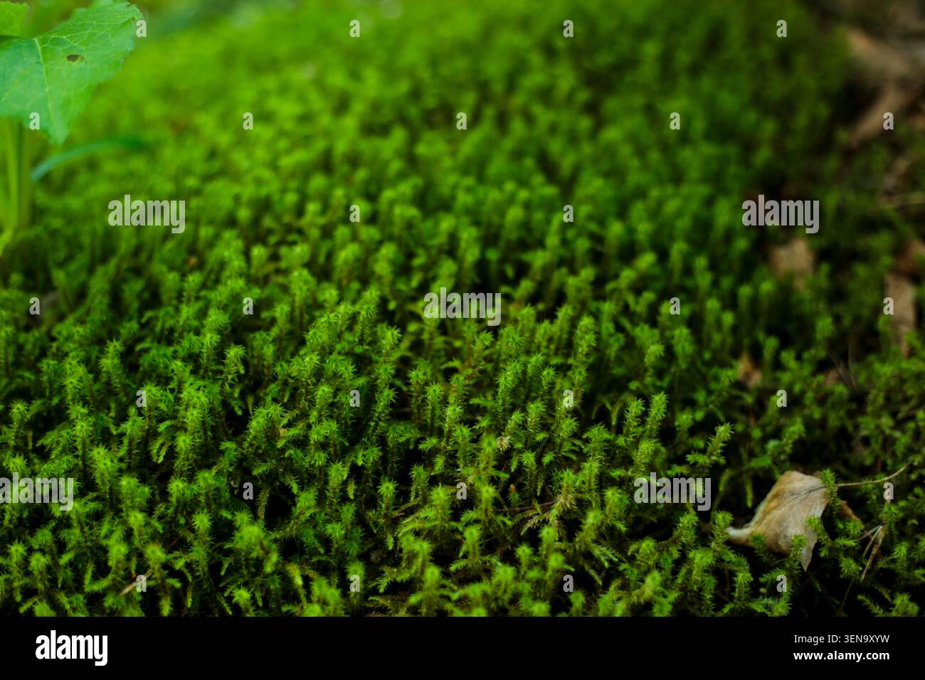 Üppig grüner Moos-Teppich wächst auf Waldboden Stockfoto