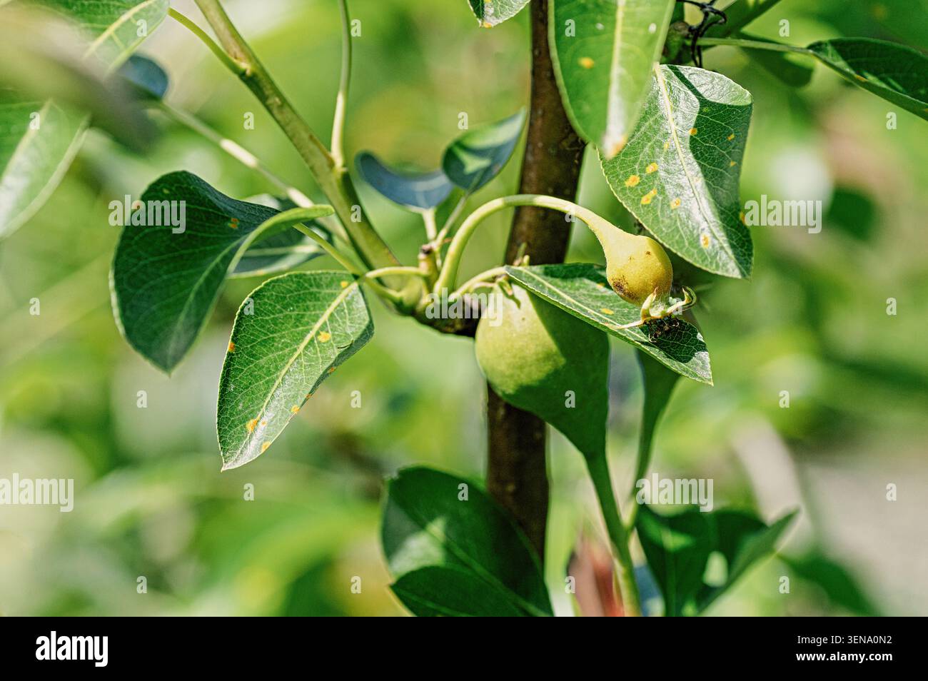 Birnenzweig mit einer gesunden und einer gestochenen, unbebauten Frucht. Ursachen können schlechte Bestäubung, Nährstoffungleichgewicht, Pilzrostinfektion oder en sein Stockfoto