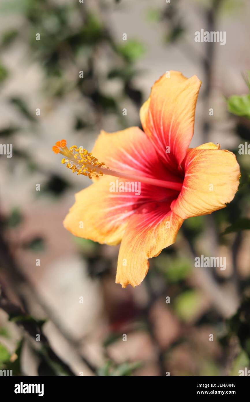 Nahaufnahme einer gelben und roten Hibiskusblume, die draußen blüht, mit einem unscharfen natürlichen Hintergrund Stockfoto