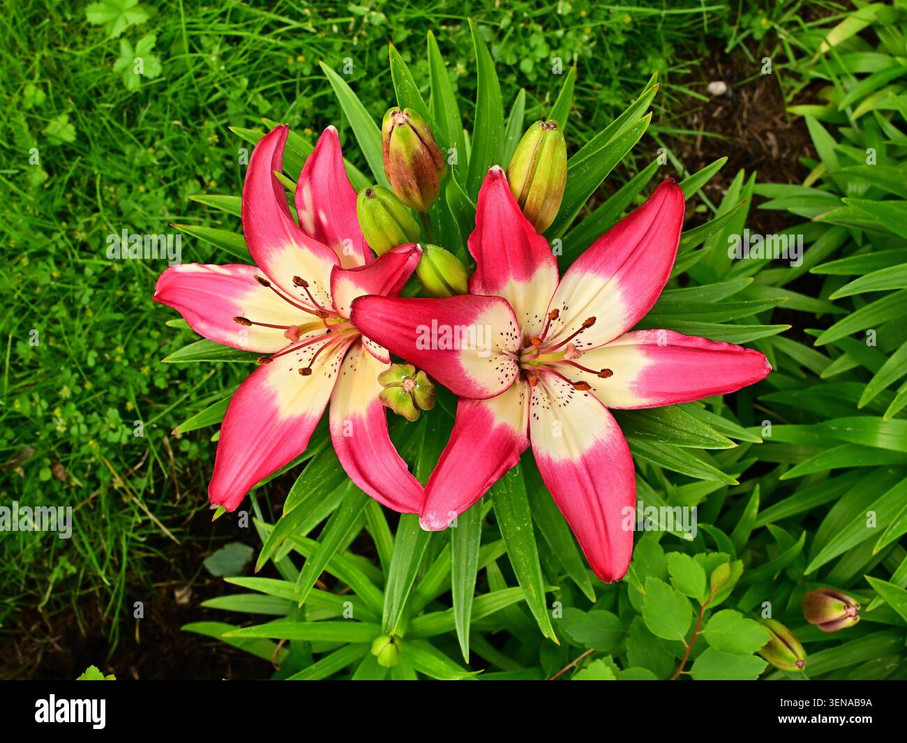 Rosafarbene und weiße Lilien blühen inmitten üppig grüner Gartenlaube Stockfoto