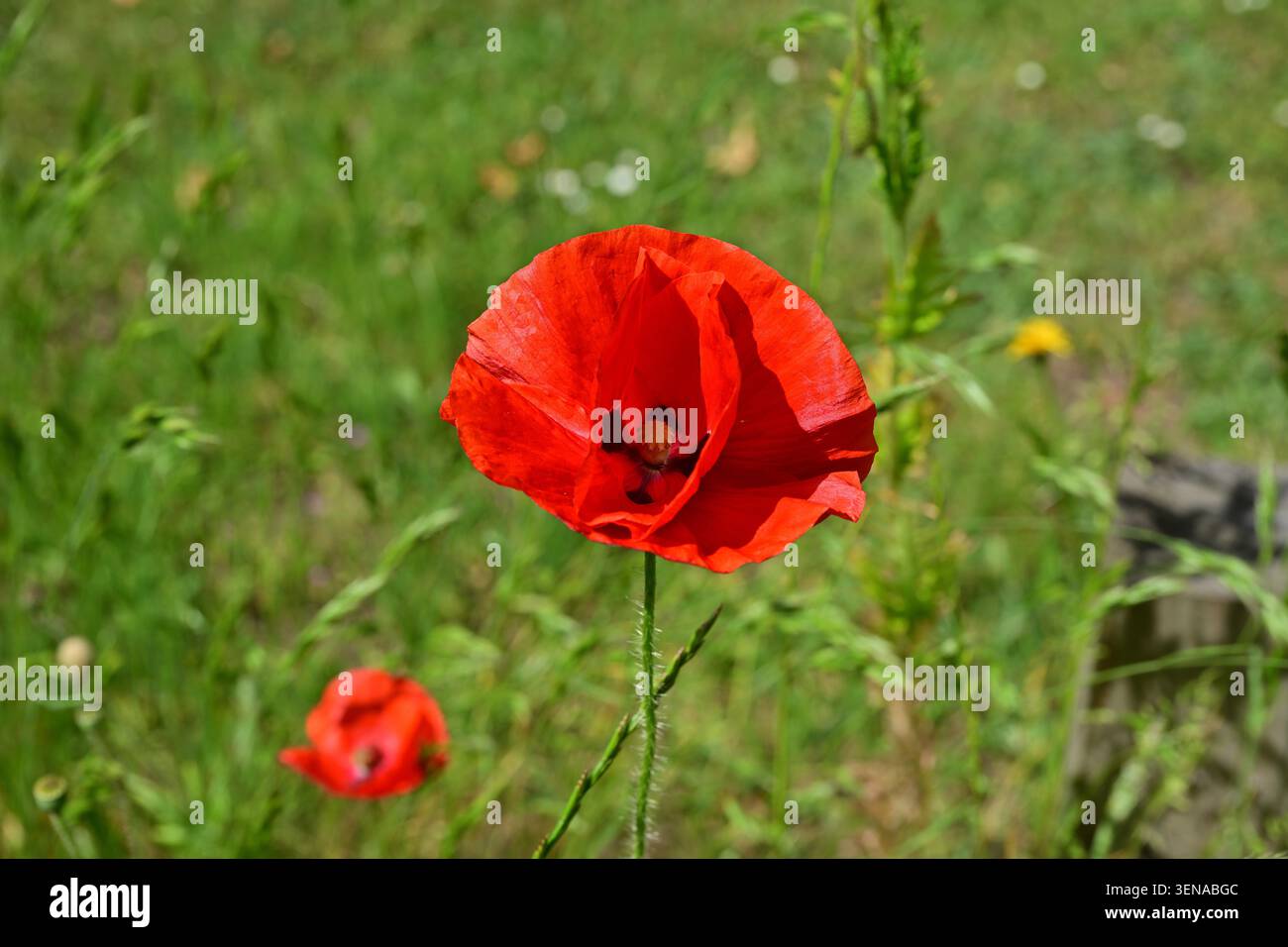 Hellrote Mohnblumen in grüner Wiese Nahaufnahme natürliche Szene Stockfoto