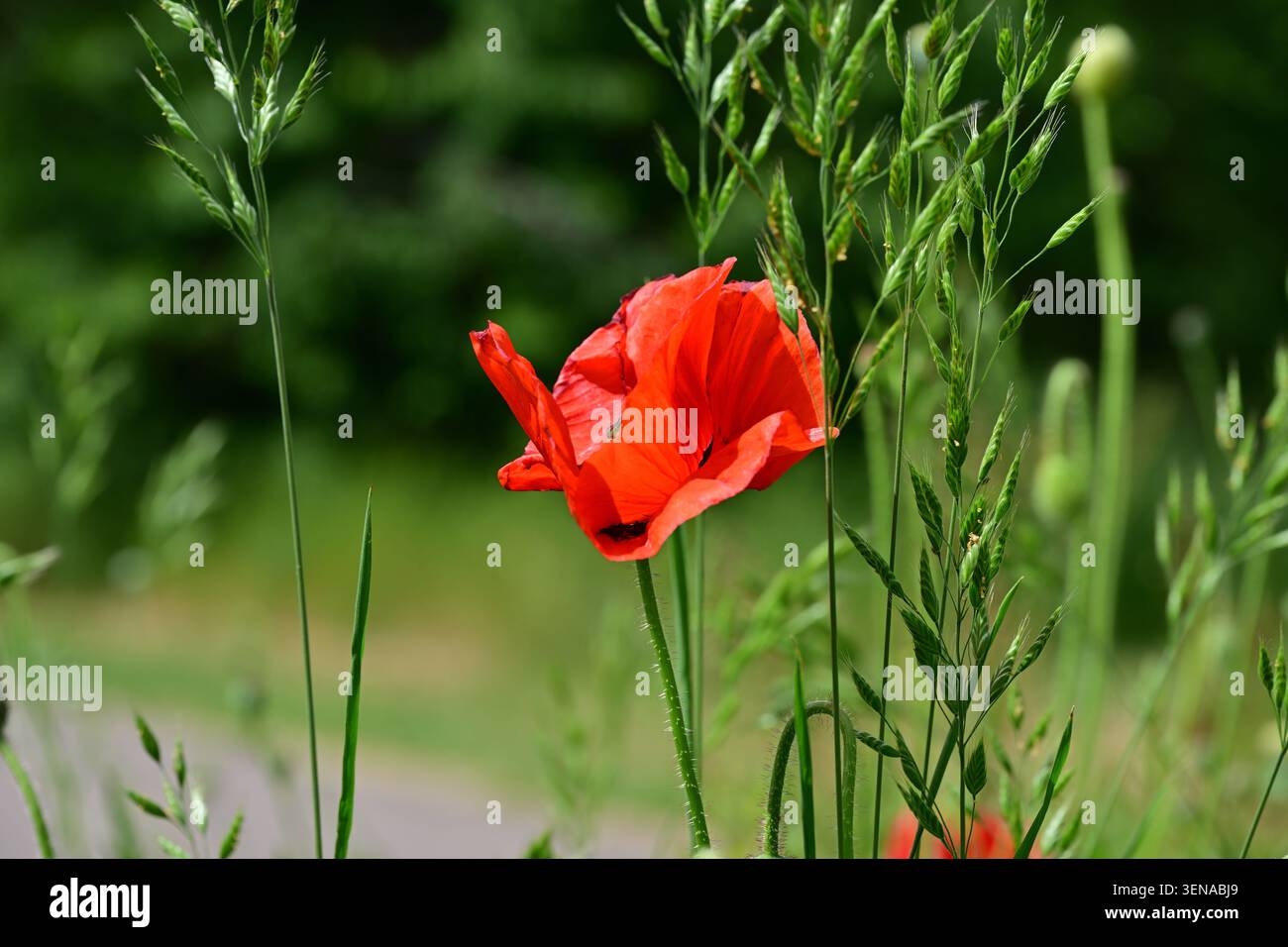 Hellrote Mohnblume zwischen hohen grünen Wiesengräsern Stockfoto