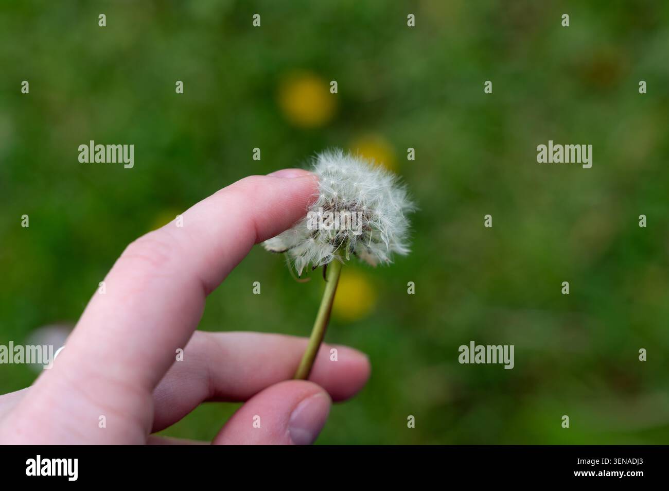 Hand hält einen Löwenzahn-Samenkopf vor einem weichen grünen Hintergrund Stockfoto