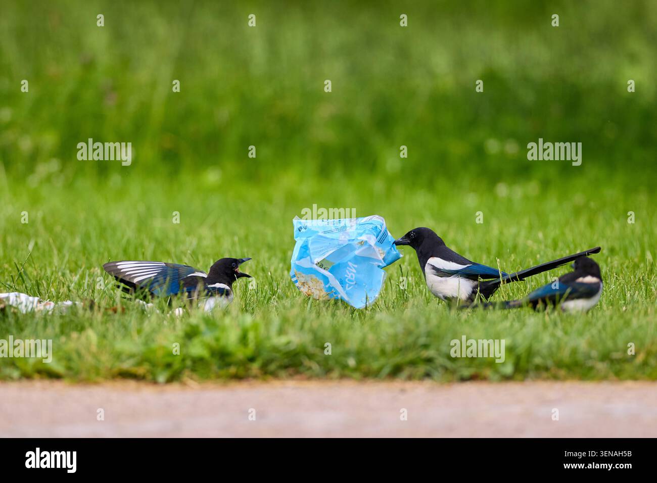 Die eurasische Elpie als Urban Scavenger auf der Suche nach Nahrung in Mülltröpfchen der Stadt Stockfoto