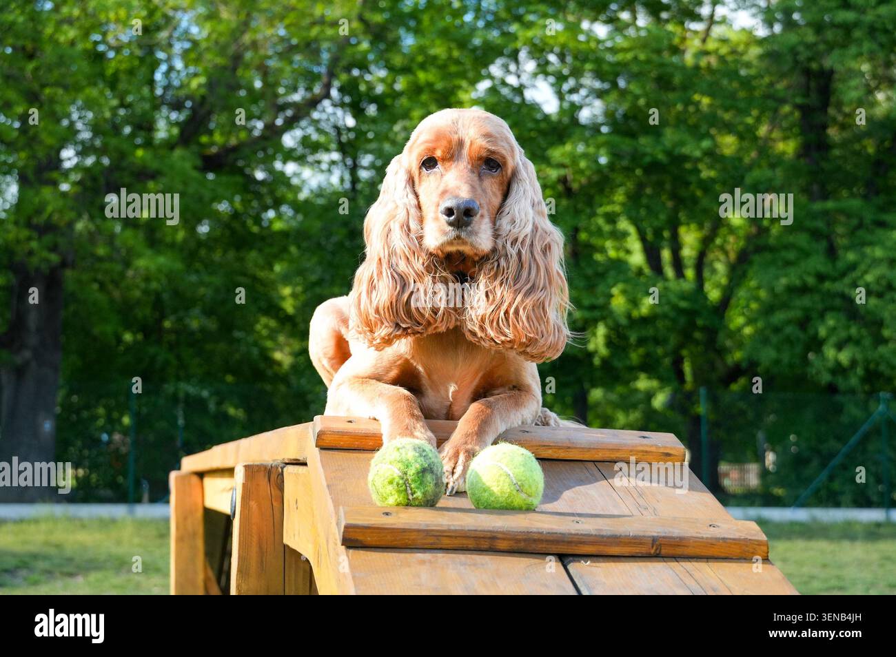 Amerikanischer Cocker Spaniel, der auf einer Holzbank mit Tennisball sitzt Stockfoto