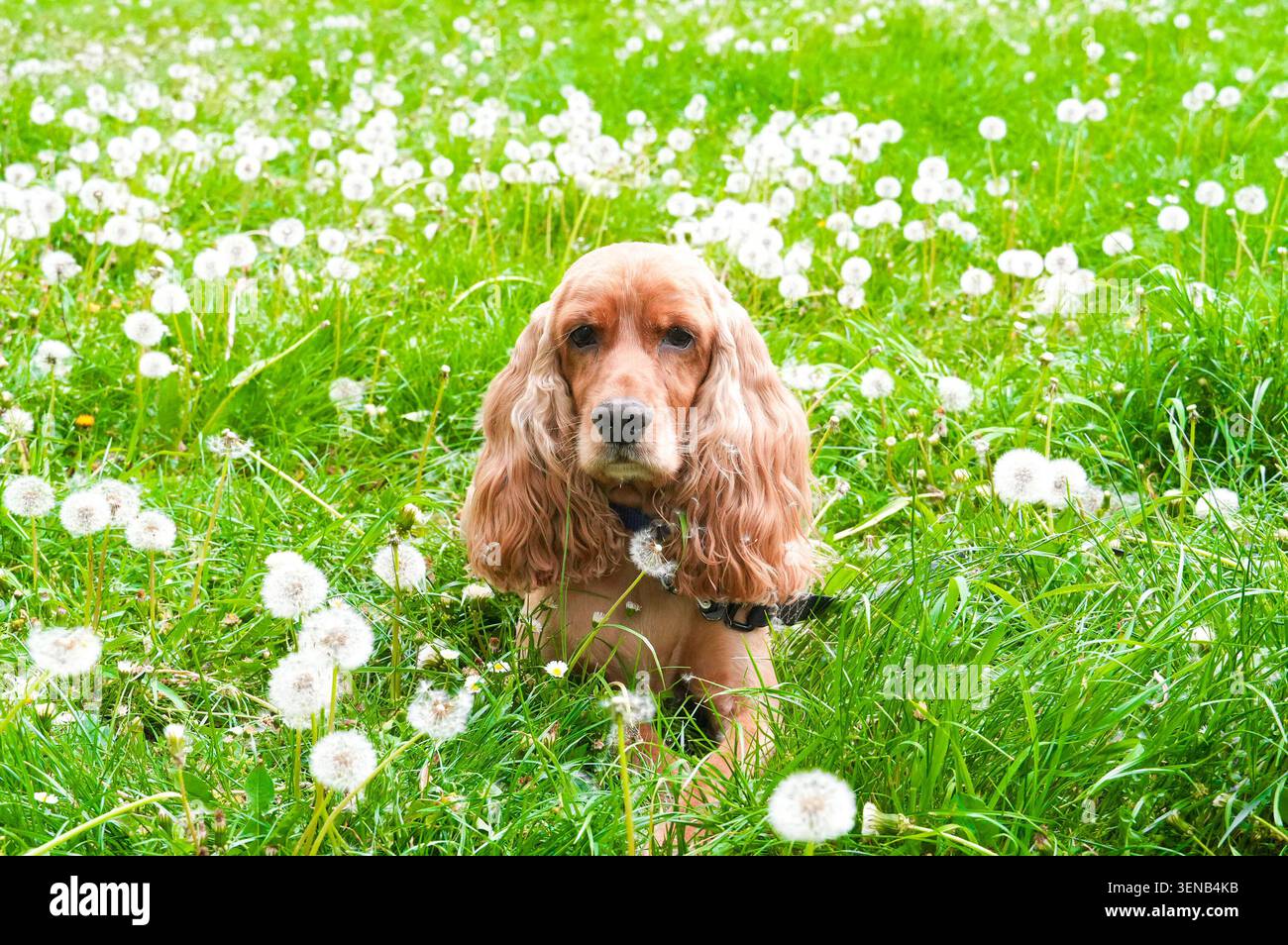 Englischer Cocker Spaniel Welpe im Gras mit Löwenzahn Stockfoto