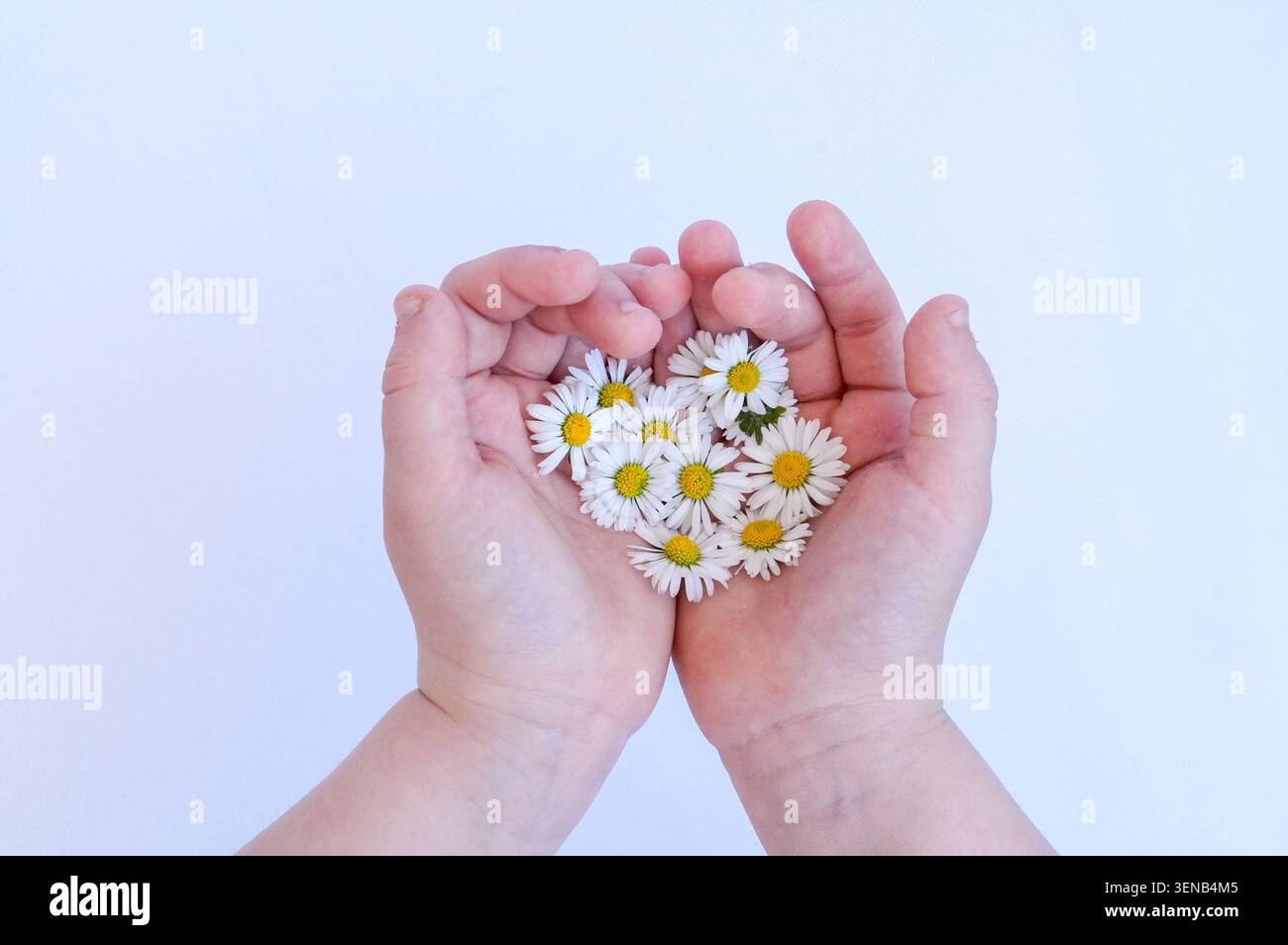 Weiße Gänseblümchen in den Händen eines Kindes auf weißem Hintergrund Stockfoto