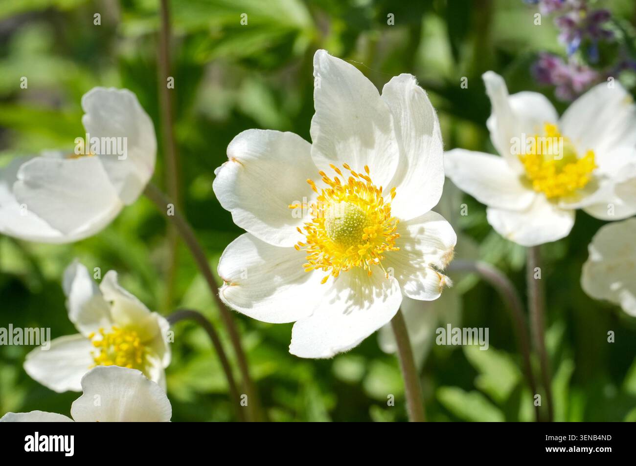 Weiße Anemone blüht im Garten an einem sonnigen Frühlingstag. Weiße Blüten mit gelbem Zentrum. Stockfoto