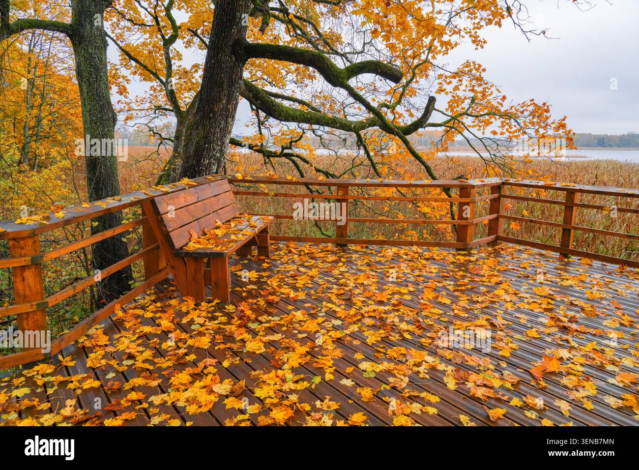 Hölzerne Aussichtsplattform auf dem Naturpfad des Jugla-Sees, bedeckt mit bunten Herbstblättern in Riga, Lettland Stockfoto