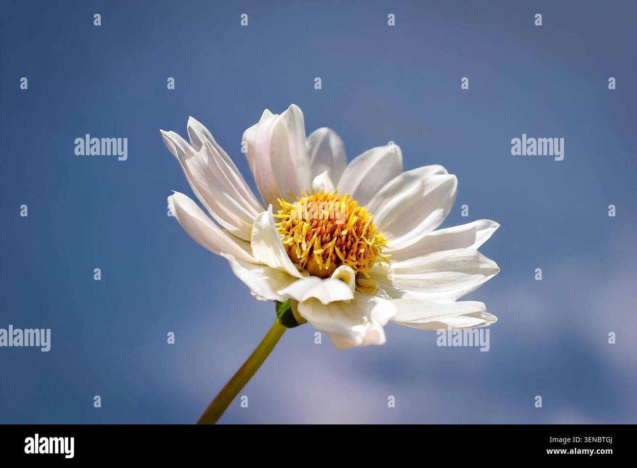 Profilansicht einer weißen Dahlienblume vor einem blauen Himmel. Eine Profilaufnahme einer zarten weißen Dahlienblüte mit einem auffälligen gelben Zentrum, die vor einem klaren blauen Himmel aufgenommen wurde und die elegante Struktur ihrer Blütenblätter unterstreicht. Rom RM Italien Copyright: XGennaroxLeonardix Stockfoto