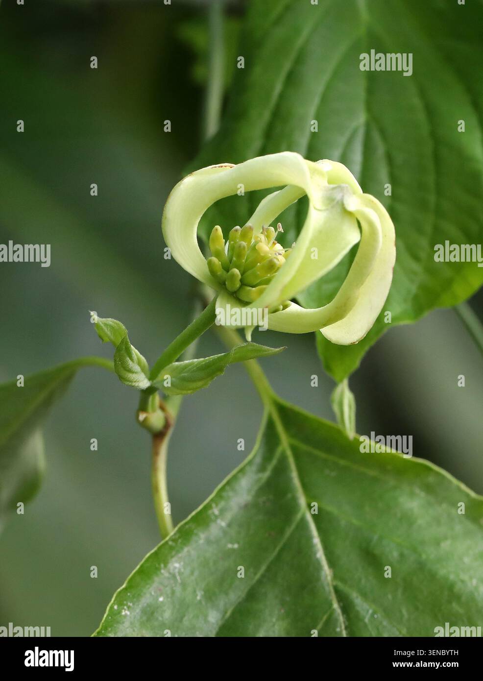 Mexikanischer blühender Dogwood oder Magic Dogwood, Cornus florida var. Urbiniana, Cornaceae. Nordöstliches Mexiko (Nuevo León, Veracruz). Stockfoto