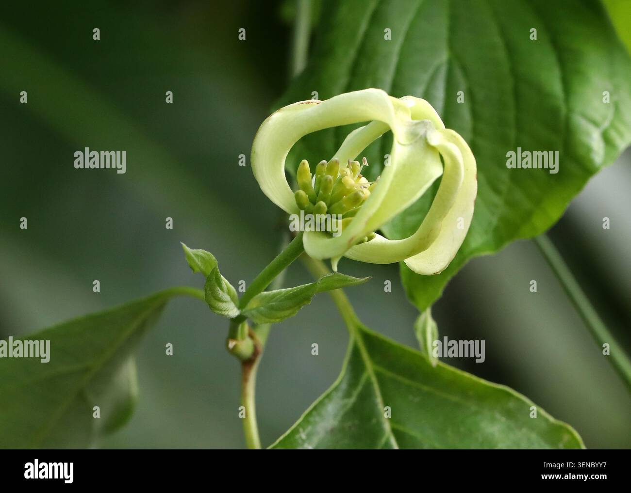 Mexikanischer blühender Dogwood oder Magic Dogwood, Cornus florida var. Urbiniana, Cornaceae. Nordöstliches Mexiko (Nuevo León, Veracruz). Stockfoto
