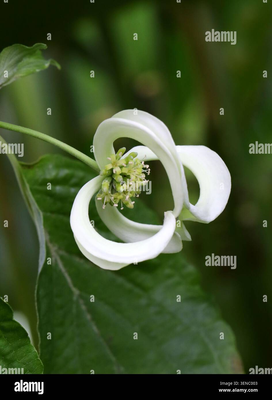 Mexikanischer blühender Dogwood oder Magic Dogwood, Cornus florida var. Urbiniana, Cornaceae. Nordöstliches Mexiko (Nuevo León, Veracruz). Stockfoto