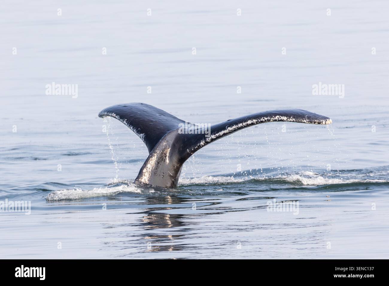 Ein Buckelwal erzeugt ein dramatisches Spritzen, wenn sein Schwanz in Alaskas Chatham Strait ins Wasser trifft. Stockfoto