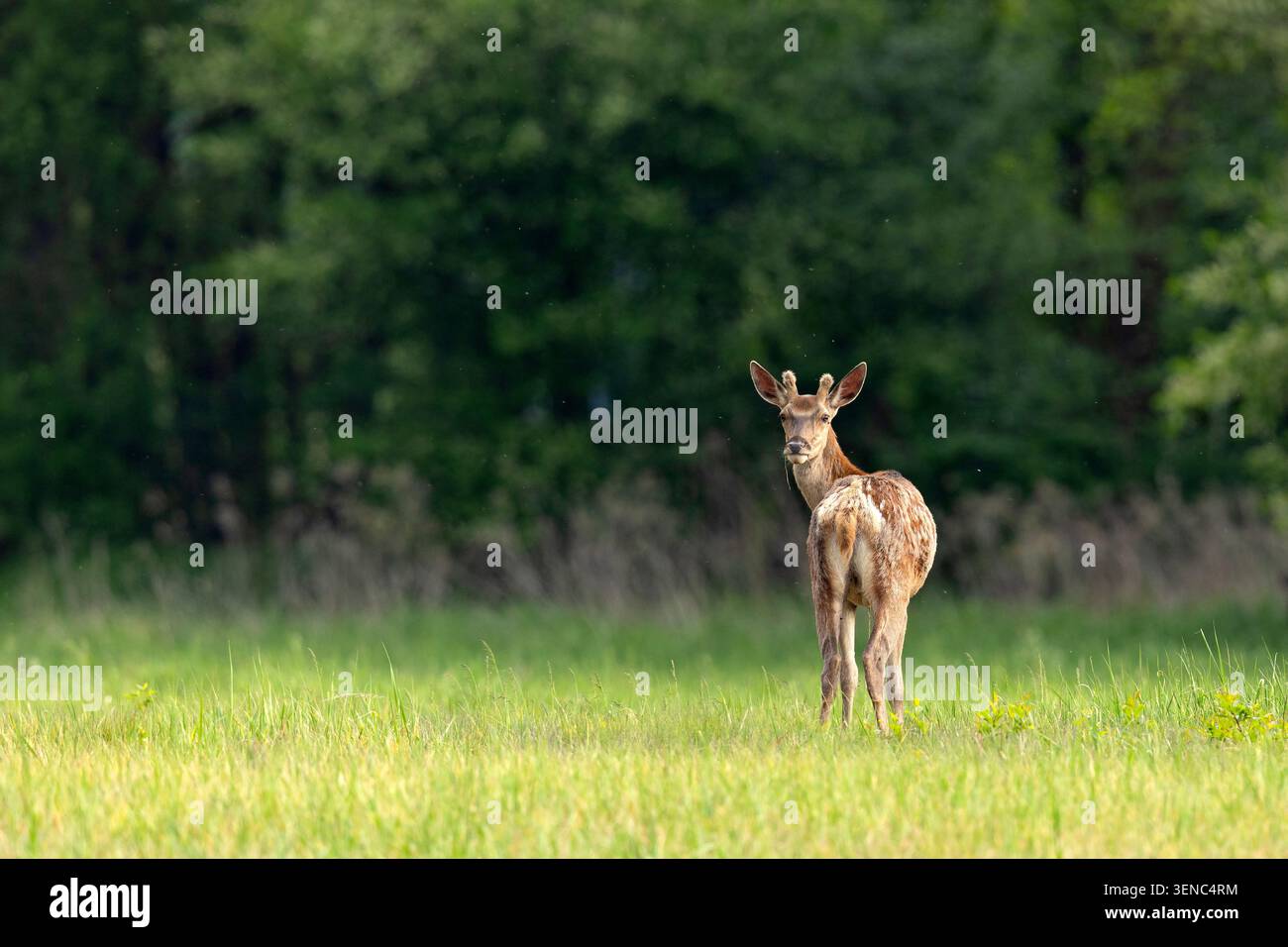 Rothirsch (Cervus Elaphus) Stockfoto