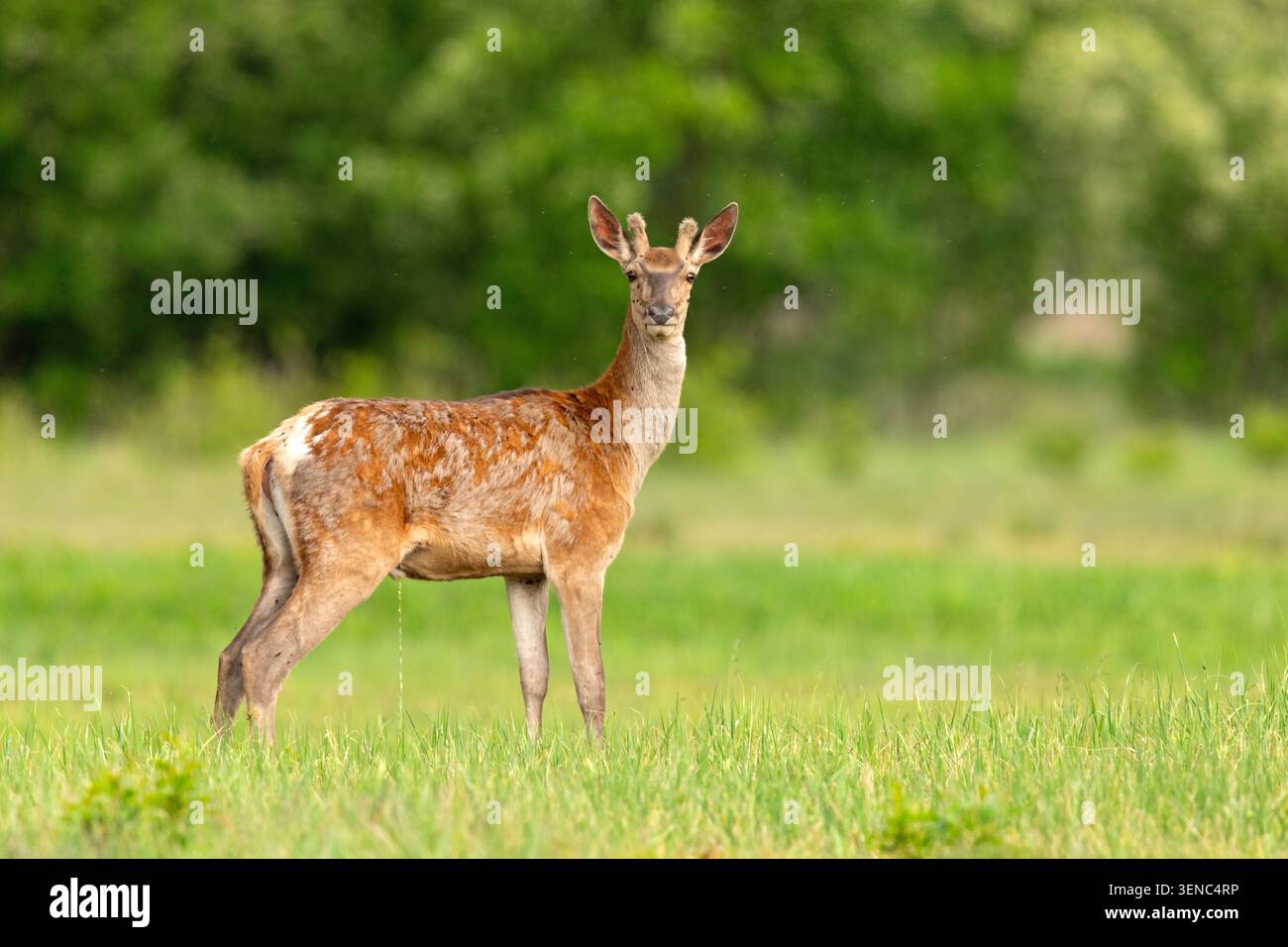 Rothirsch (Cervus Elaphus) Stockfoto