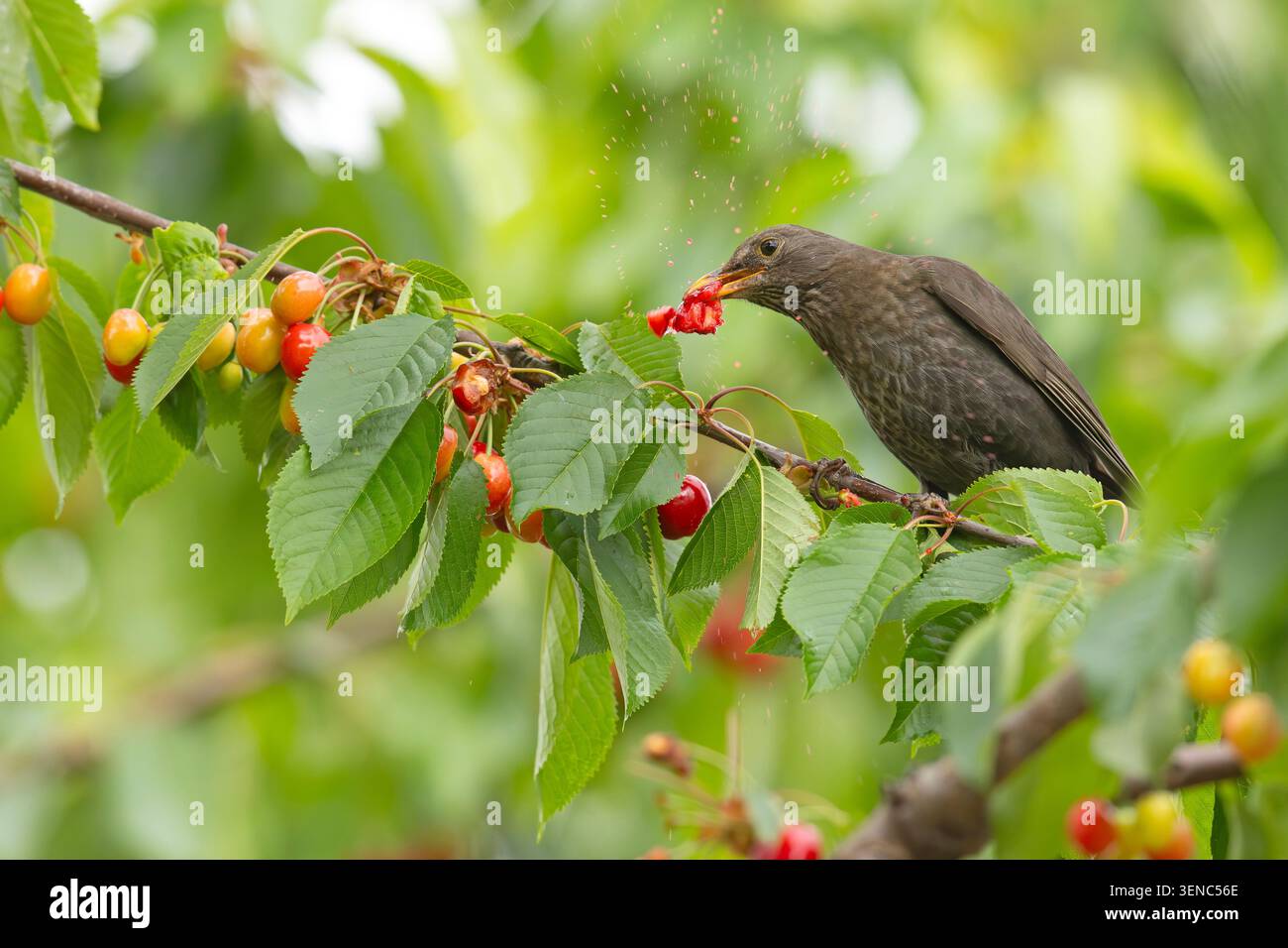 gemeinsamen Star (Sturnus Vulgaris) Stockfoto