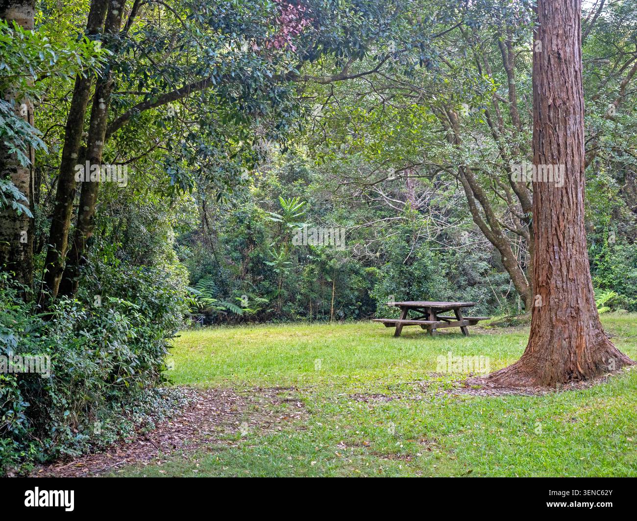 Nie ein Picknick-Bereich, Dorrigo National Park Stockfoto