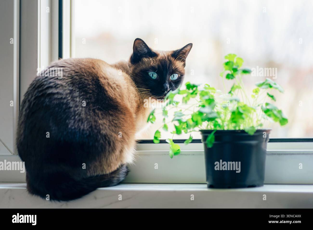 Siamkatze sitzt auf der Fensterbank neben Topfkräutern, blickt in hellem Tageslicht in die Kamera, gemütliche Inneneinrichtung. Selektiver Fokus. Stockfoto