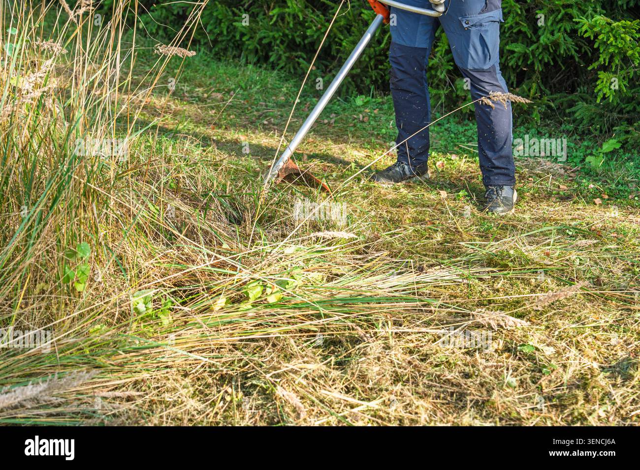 Mähen von hohem Gras mit Schnur-Trimmer im Sommer, Landschaftsgestaltung und Gartenwartungskonzept Stockfoto