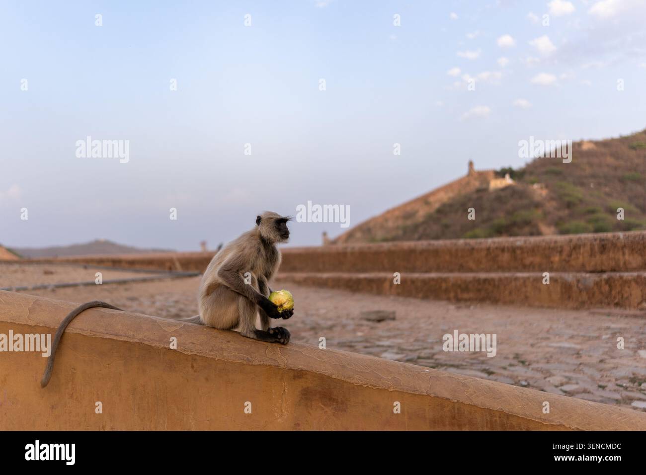 Gray Langur Monkey hält Früchte im Amber Fort in Jaipur, Indien Stockfoto
