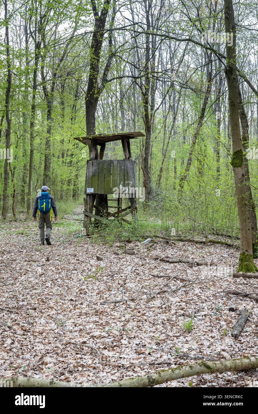 Ein einsamer Wanderer mit hellem Rucksack geht durch einen frischen Frühlingswald zu einem alten erhöhten Jagdstand, umgeben von moosigen Stämmen, gefallenem Blatt Stockfoto