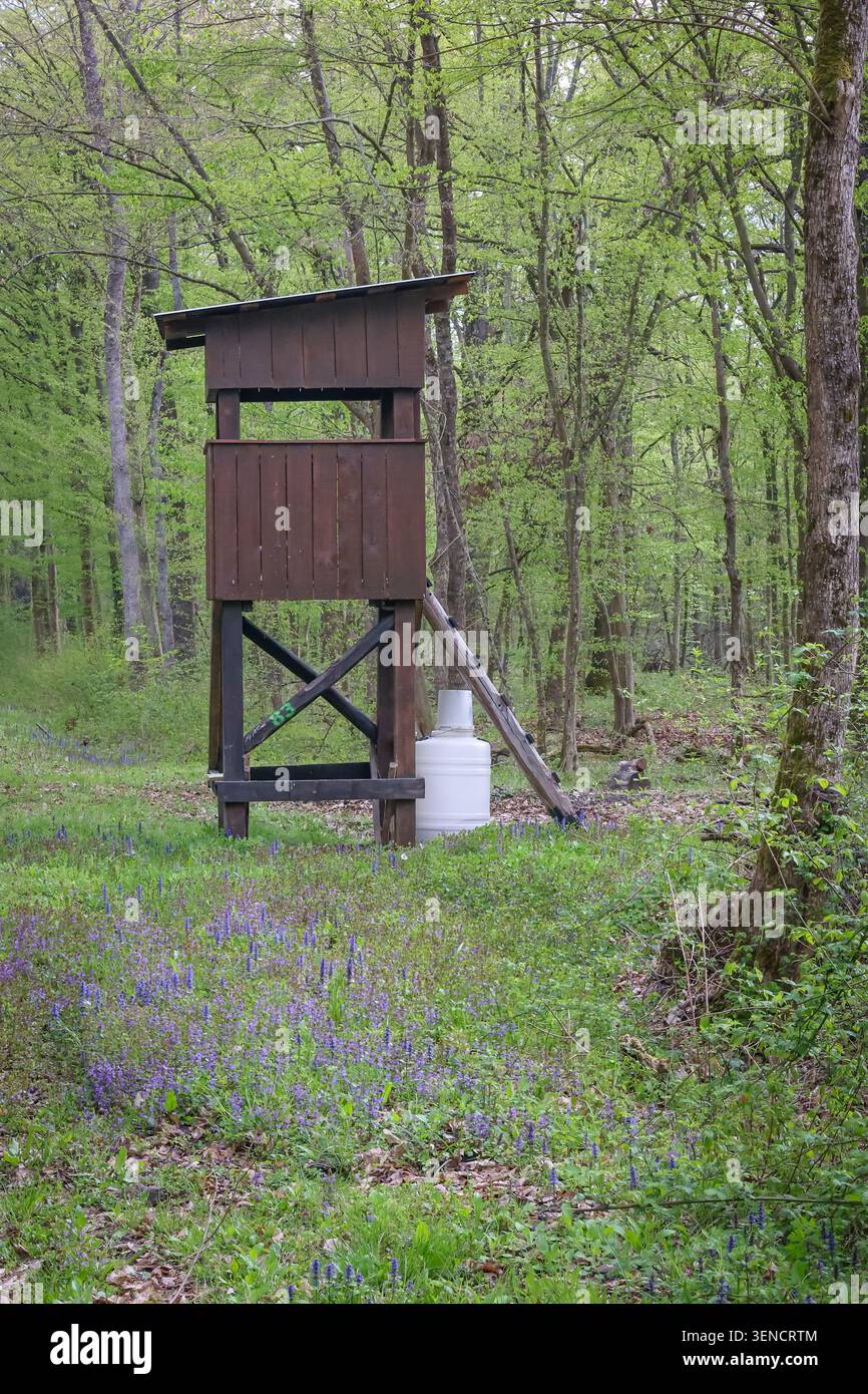 Ein rustikaler hölzerner Jagdstand erhebt sich über einer Wiese mit Frühlingswald, die mit violetten Wildblumen und frischem grünen Laub bedeckt ist und an ruhige Natur und Solidität erinnert Stockfoto