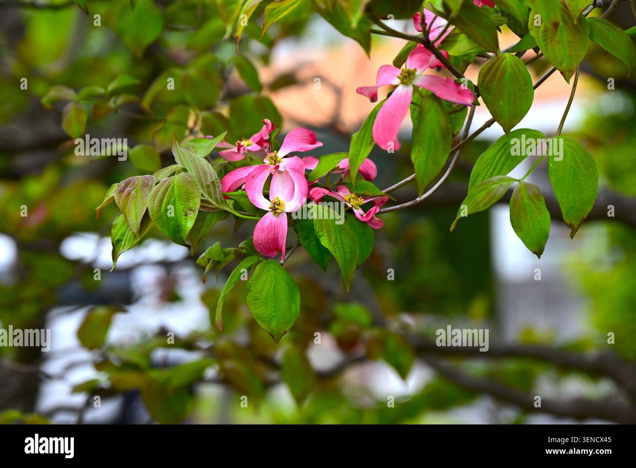 Blühende Hartholzblüten. Eine Art von Cornaceae, die in Nordamerika beheimatet ist. Dieser Baum ist wunderschön im Frühsommer mit seinen weißen und rosafarbenen Brammen. Stockfoto