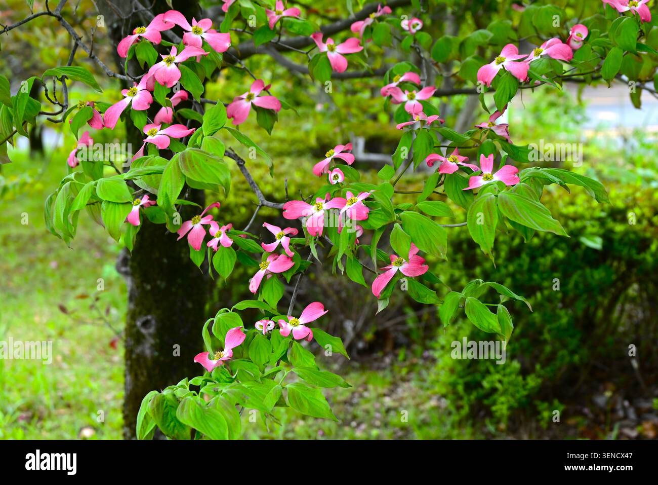 Blühende Hartholzblüten. Eine Art von Cornaceae, die in Nordamerika beheimatet ist. Dieser Baum ist wunderschön im Frühsommer mit seinen weißen und rosafarbenen Brammen. Stockfoto