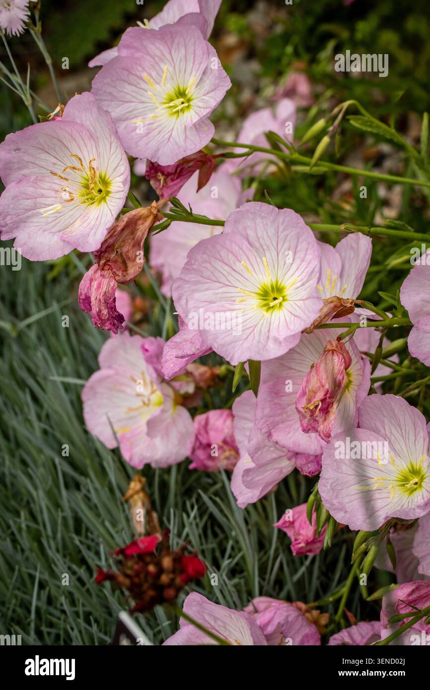 Natürliches Nahaufnahme blühendes Pflanzenporträt der zart entzückenden Oenothera Speciosa „Siskiyou“, Blumen. Seelenvoll, faszinierend, absorbierend, abstrakt Stockfoto