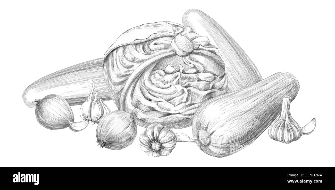 Kohl, Zucchini, Zwiebeln und Knoblauch. Diese isolierte Bleistiftillustration ist perfekt für Restaurantmenüs, Produktetiketten, Kochbücher, gesunde Lebensweise Stockfoto