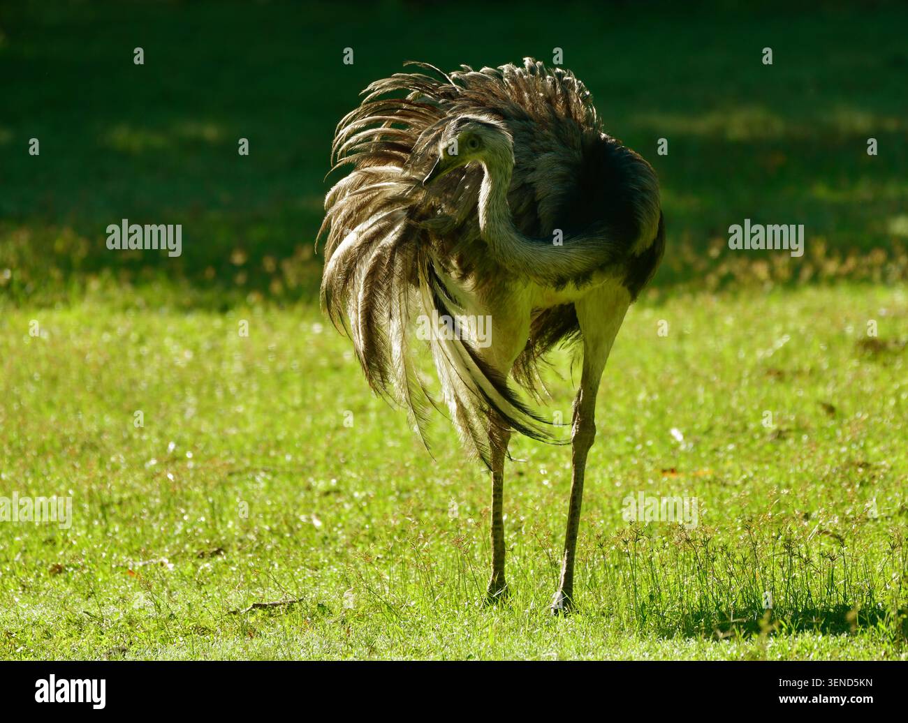 Greater Rhea (Rhea Americana), die ihre Federn auf einer Wiese vorziehen. EL Beni, Boliva Stockfoto