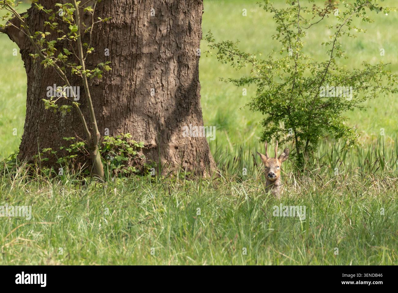 Rehbock Capreolus capreolus, der über langes Gras neben Eiche blickt, Buckinghamshire, Großbritannien Stockfoto