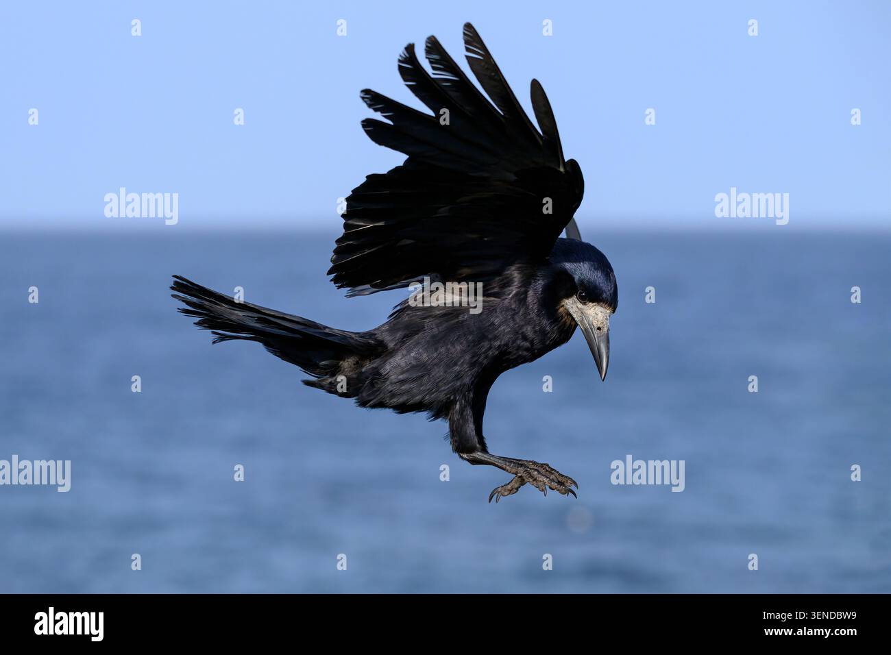 Turm, Corvus frugilegus, erwachsener Vogel, der an Land kommt. Northumberland Küste Juni Stockfoto